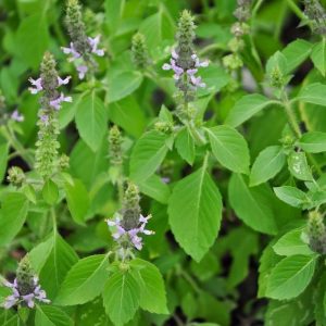 Tulsi