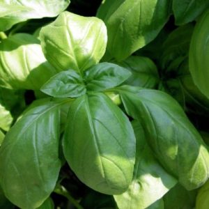 Basilic grand vert