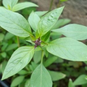 Basilic thai