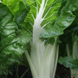 Blette à carde blanche