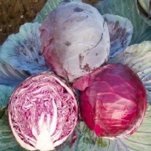 Chou cabus rouge rodynda