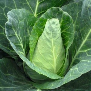 Chou cabus blanc pointu de Châteaurenard