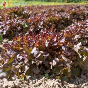 Laitue feuille de chêne rouge – 6 mottes