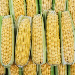 Maïs super doux Mezdi