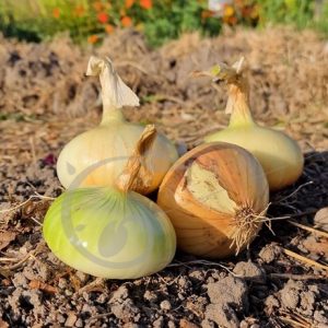 Oignon jaune de Tarassac – Vendu par botte de 25