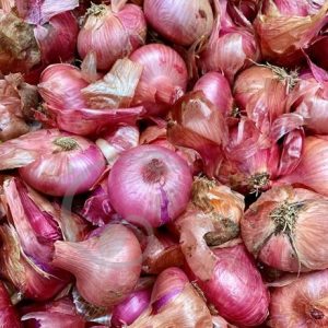 Oignon Rouge de Toulouges - Vendu par botte de 25