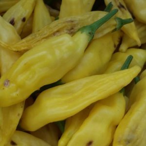 Aji Lemon