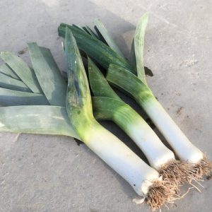 Bleu De Solaize - Vendu par botte de 25