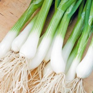 Oignon cébette Ishikura- Vendu par botte de 25