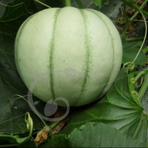 Cantaloup Charentais
